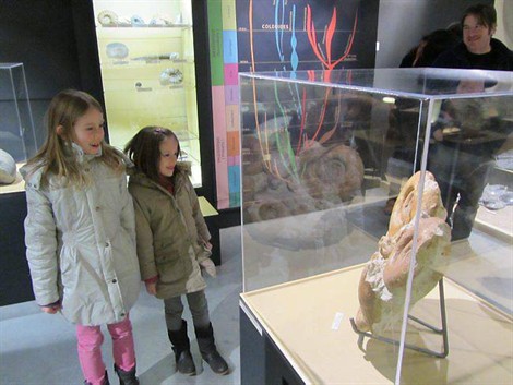 Magnifique exposition d'ammonites