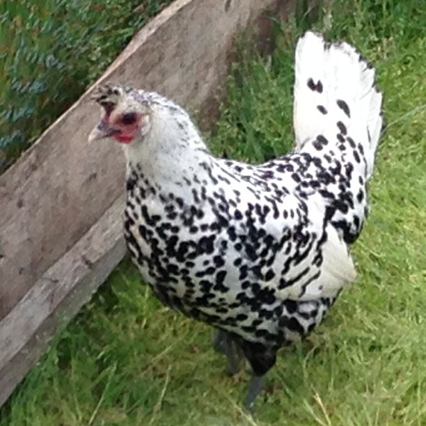 La poule Cruella @LaPerrure