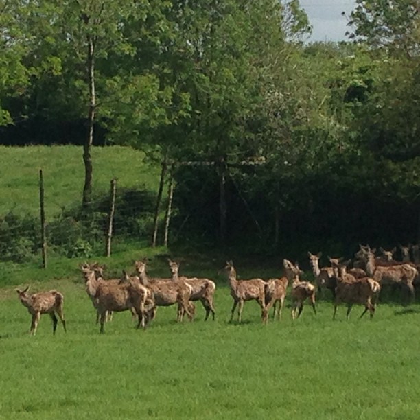 Visite de l'élevage de cerfs