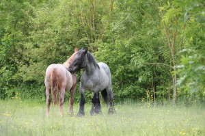 marais Reserve-Nalliers-3