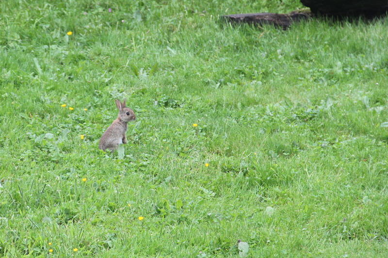 lapins-2