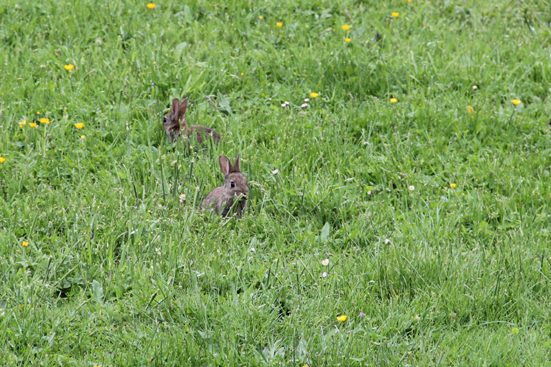 lapins