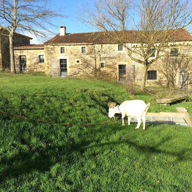 Les chèvres à la tonte