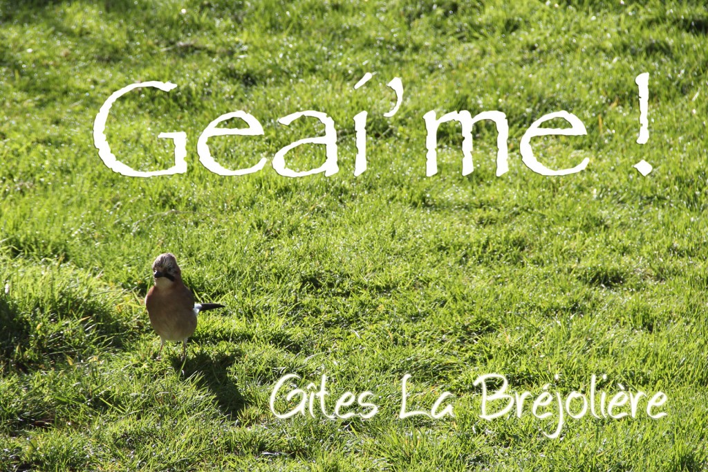 geai'me gites brejoliere