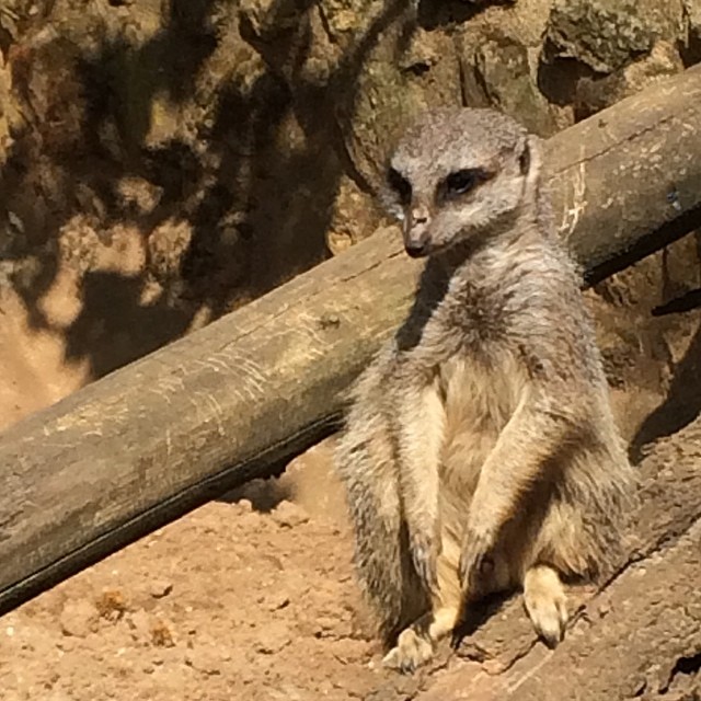 Visite au Natur´Zoo de Mervent