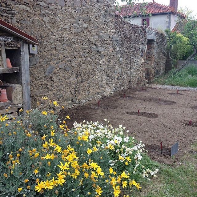 Plantation des pieds de vigne fournis par les pépinières Mercier à Vix