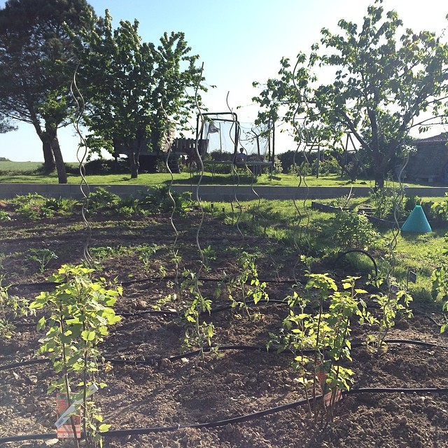 Plantation de tomates et irrigation