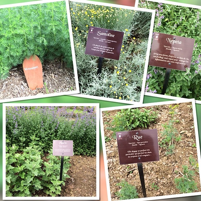 Les plantes qui rejoindront bientôt le jardin