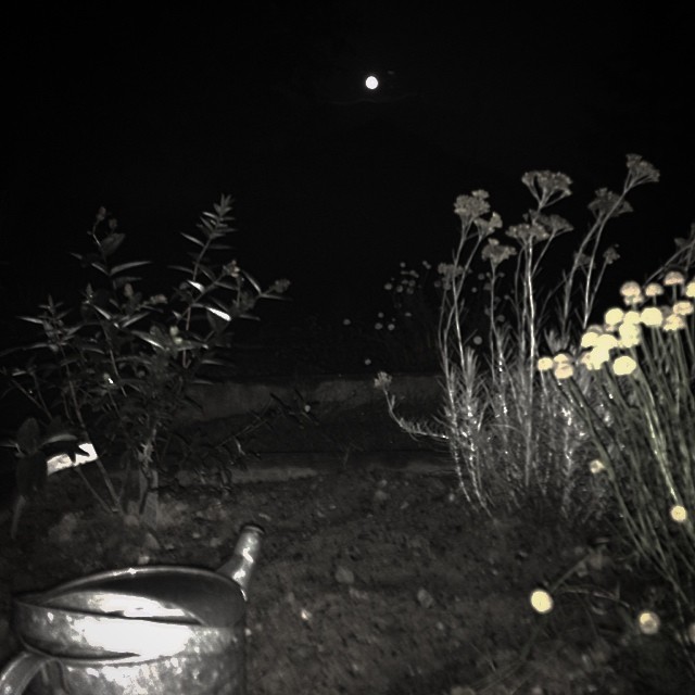 Soir de pleine lune au jardin