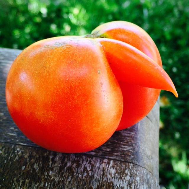 Ce midi, c'est tomate mâle !