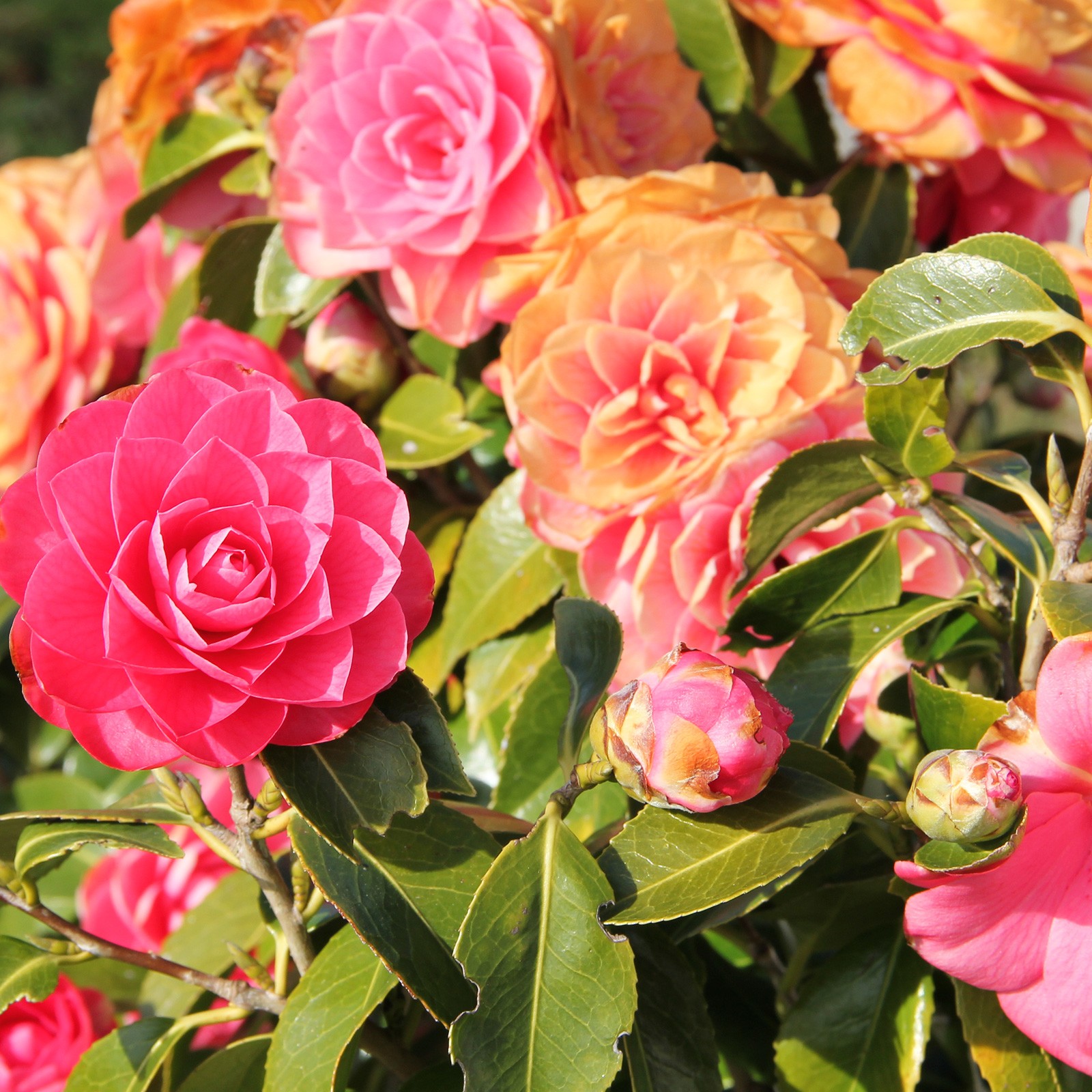 Camelia