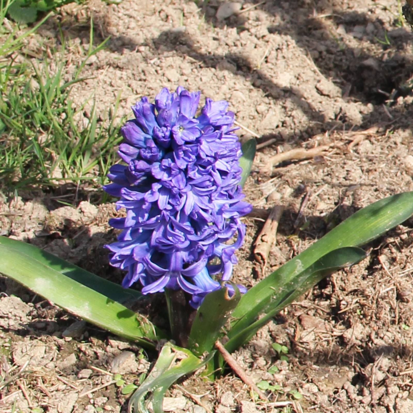 Jacinthe
