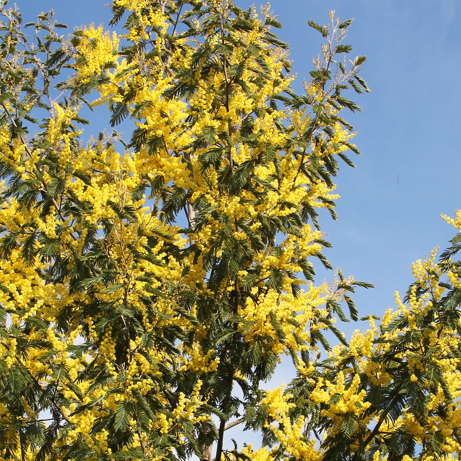 Mimosa