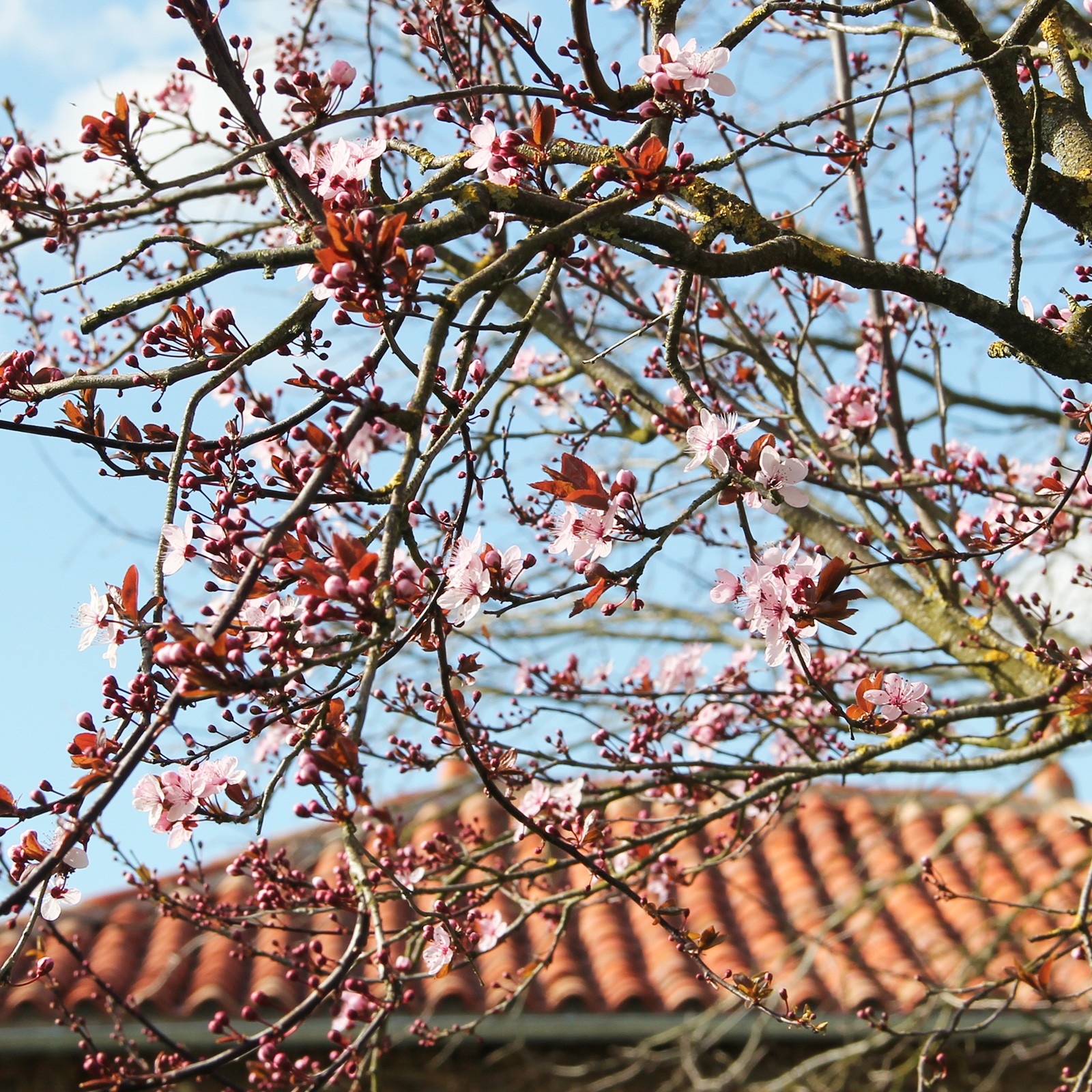 Prunus