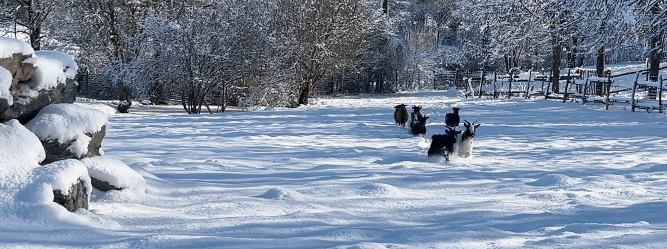 Les biquettes sous la neige dans le parc de La Bréjolière